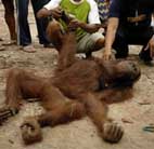Los orangutanes en peligro