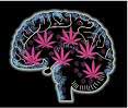 El consumo prolongado de Cannabis daña el cerebro